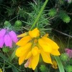 Ulex gallii Flower