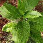 Nicotiana tabacum叶