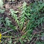 Taraxacum braun-blanquetii Leaf