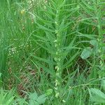 Polygonatum verticillatum Deilen