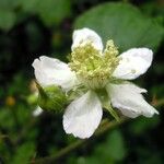 Rubus polyanthemus Kukka