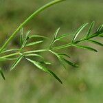 Conopodium majus Foglia