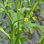 Ranunculus sceleratus Blüte