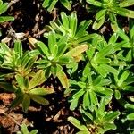 Hibbertia bouletii