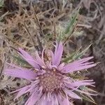 Atractylis humilis फूल