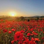 Papaver argemone Fula