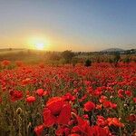 Papaver argemone Blomma