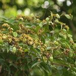 Dialium tessmannii Fruto