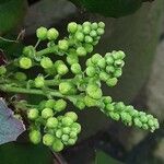 Berberis repens Flower