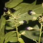 Cestrum reflexum Fruit