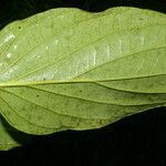 Piper crassinervium Leaf