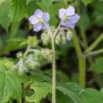 Hydrophyllum appendiculatum Květ