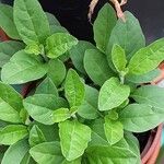 Solanum pseudocapsicum Blatt