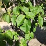 Bougainvillea glabraYaprak