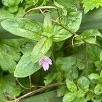 Epilobium palustre Květ