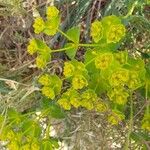 Euphorbia serrata Cvet