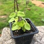 Salvia tiliifolia Leaf