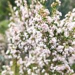 Erica arborea 花