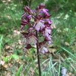 Orchis purpurea ᱵᱟᱦᱟ