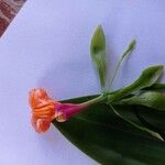 Epidendrum pseudepidendrum Flower