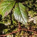 Rubus hispidus Yaprak