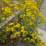 Senecio squalidus Pokrój