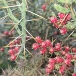 Cylindropuntia leptocaulis Gyümölcs