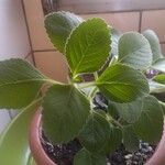 Coleus barbatus Leht
