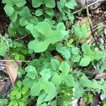 Lactuca muralis Feuille