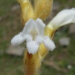 Orobanche nana Flower