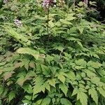 Astilbe rubra অভ্যাস