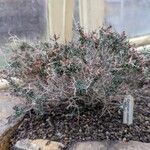 Teucrium subspinosum Habitatea