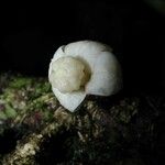 Quararibea pumila Meyve