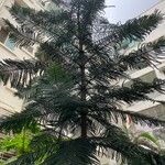 Araucaria columnaris Hoja