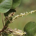 Allophylus africanus Blüte