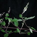 Scutellaria grossa Habit
