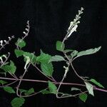 Scutellaria grossa