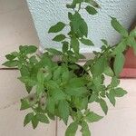 Ocimum americanum Лист