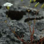 Mononeuria patula Habit