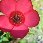 Linum grandiflorum Flower