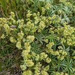 Alchemilla alpigena Blüte