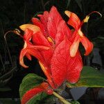 Ruellia chartacea Flor