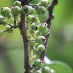 Psiloxylon mauritianum Fruit