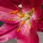 Lilium bulbiferum Floare