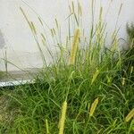 Setaria pumila পাতা