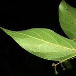 Nectandra amazonum Blad