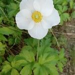 Anemone sylvestris অভ্যাস