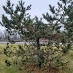 Pinus nigra 形態