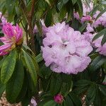 Rhododendron lukiangense Flor