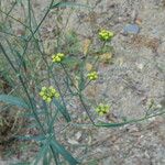 Bupleurum praealtum बार्क (छाल)